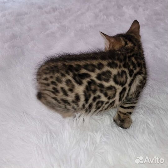 Бенгальская кошка