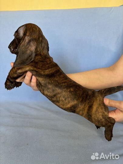 Щенок миник/кролик редкого тигрового окраса