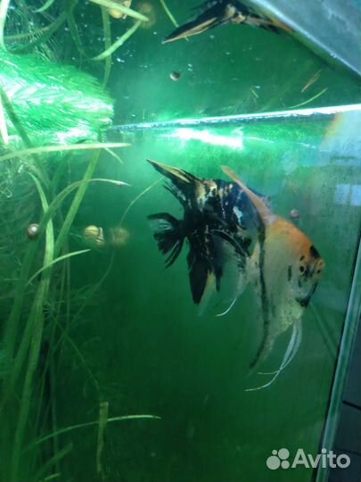 Скалярии. Пары семейные