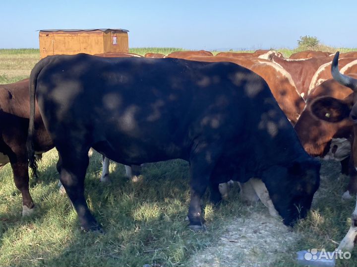 Стадо крупного рогатого скота коровы телята бычки