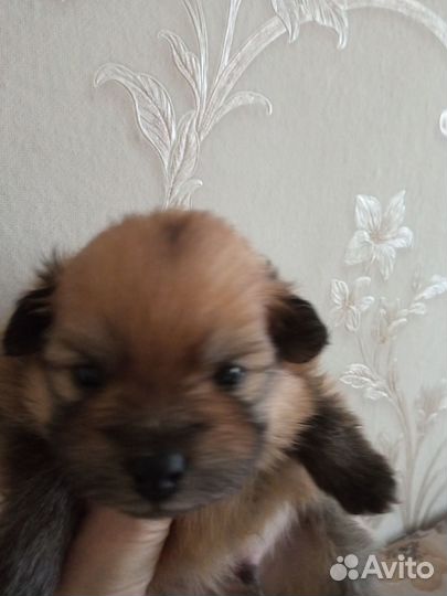 Собака шпиц