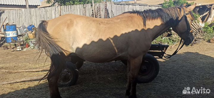 Кабыла, тёлки, жеребец