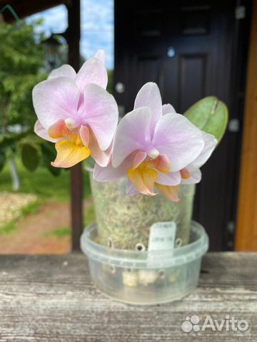 Орхидея фаленопсис Little Amaglad