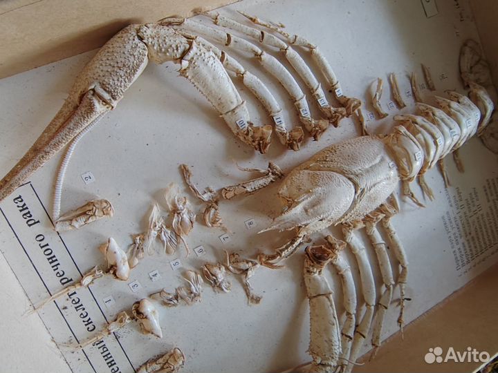 Скелет рака