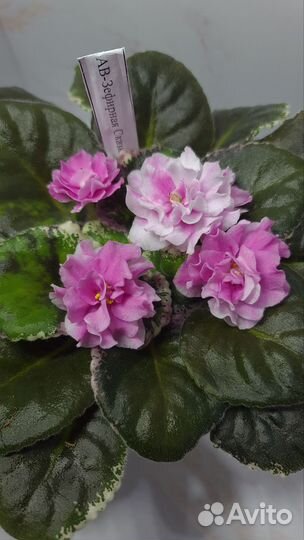 Фиалка в горшках