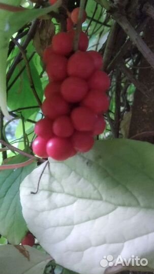 Саженцы Лимонник, Вишня, рябина, каштан