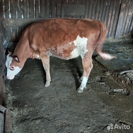 Корова с теленком