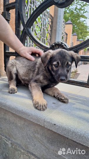 Собака в добрые руки щенок