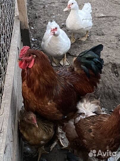 Петух брама