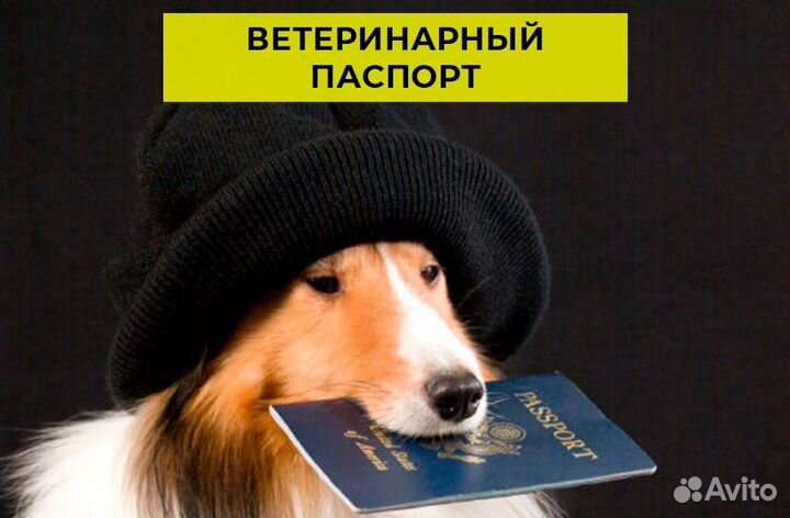 Ветеринар. Срочный выезд на дом. Круглосуточно