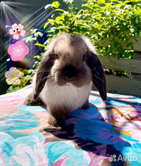 Декоративные кролики вислоухие минилоп