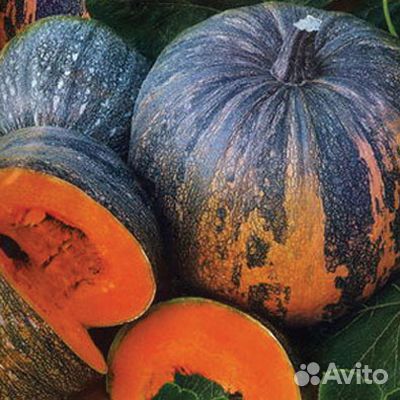 Семена Тыквы разной