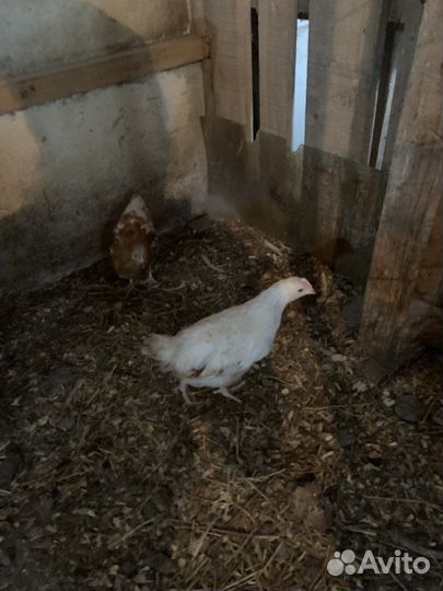 Молодые петушки