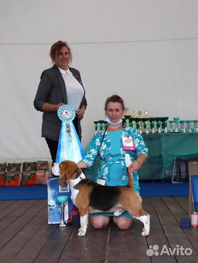 Кобель бигля для вязки