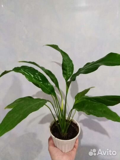 Шикарный Панданус 90 см