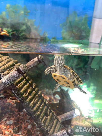 Аквариум с черепахой