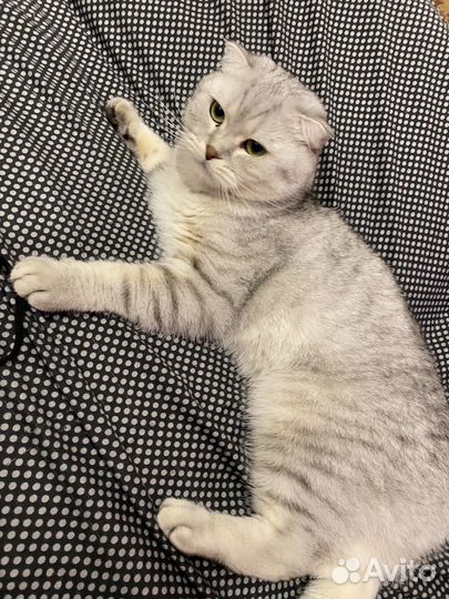 Кошки бесплатно