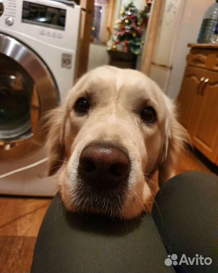 Вязка ретривер