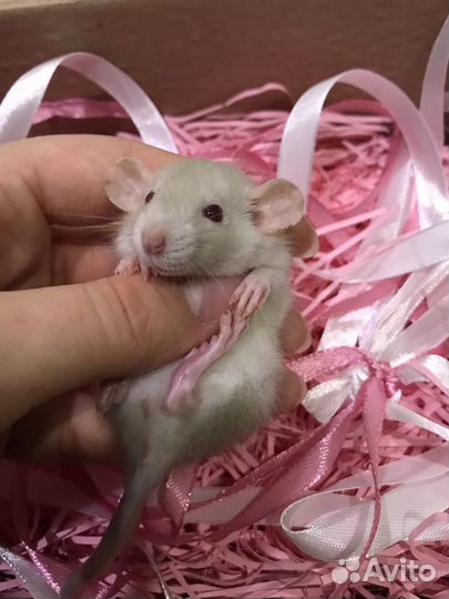 Крысята голубые и сиамские дамбо Rat Tail