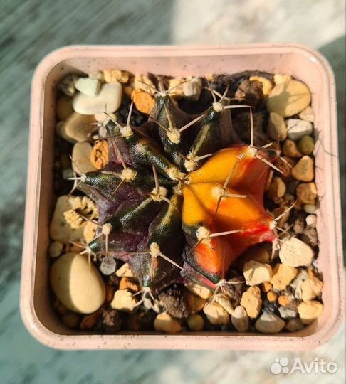 Кактус Гимнокалициум вариегатный