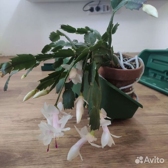 Модуль для вертикального озеленения