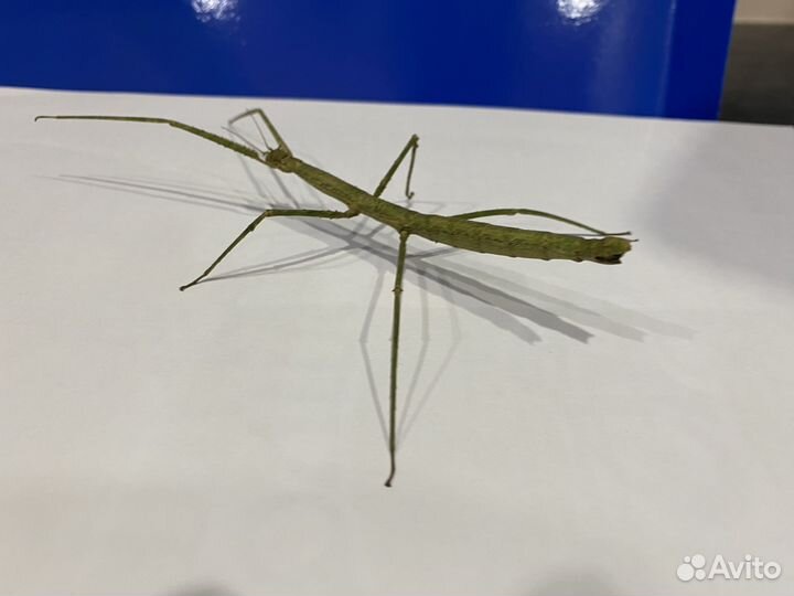 Анамские палочники