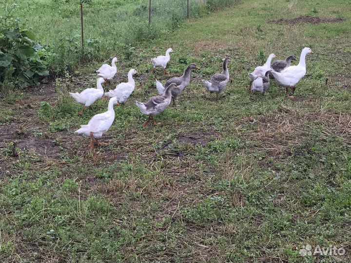 Гусята подрощенные линда и крупно серые