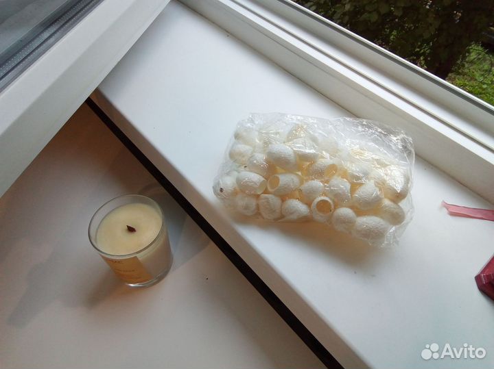 Коконы тутового шелкопряда 50шт