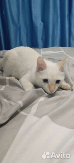 Кошки бесплатно