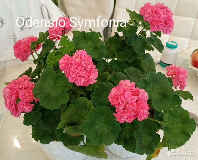 Пеларгония герань сортовая