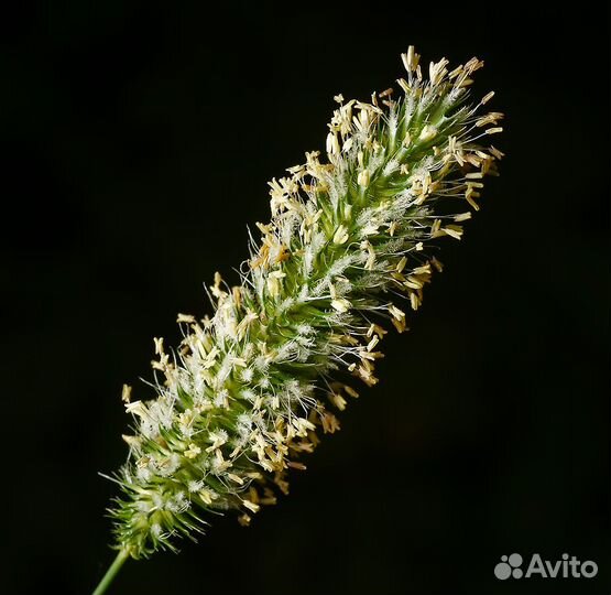 Тимофеевка. Семена оптом