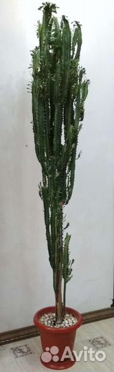 Молочай кактус