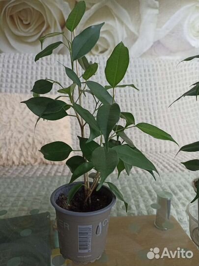 Фикус бенджамина