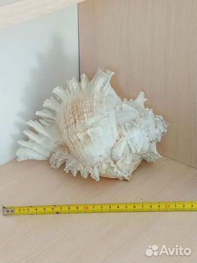 Раковины морские