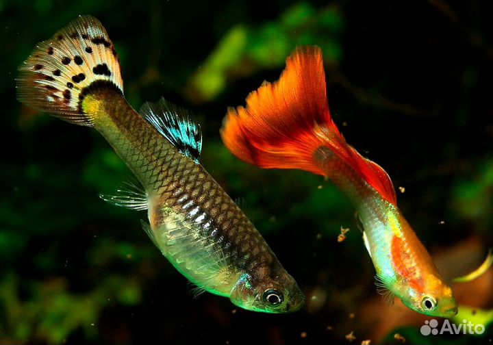 Рыбки Гуппи