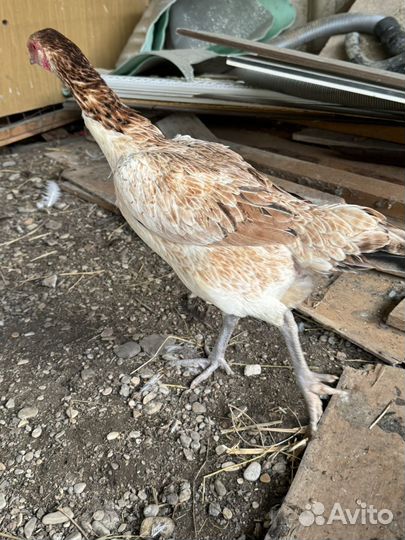 Бойцовые куры