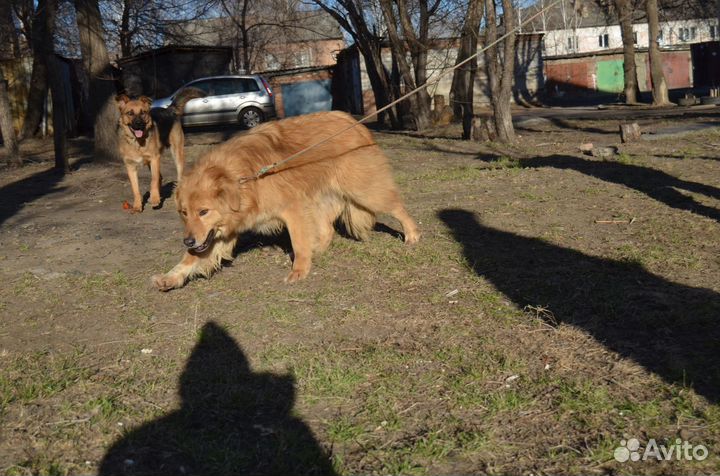 Отдам роскошную собаку. 1 год. Стерильна