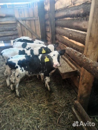 Бычки и телята