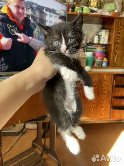 Котята в добрые руки даром