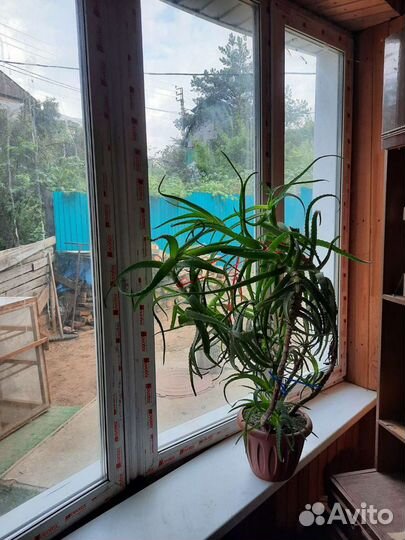 Алоэ лечебный