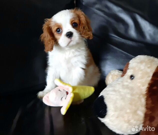 Кавалер кинг чарльз спаниель, девочки