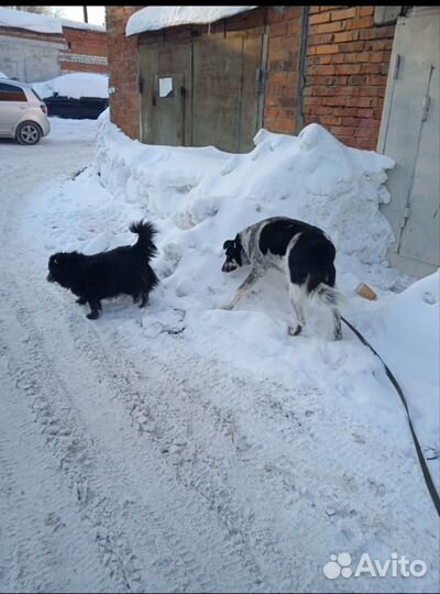 Собака в добрые руки