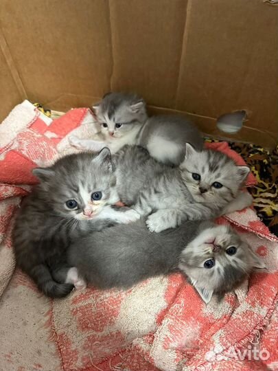 Шотландские котята