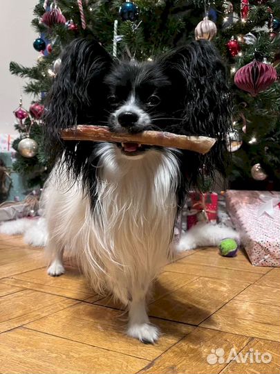 Сушеный бычий корень. От производителя