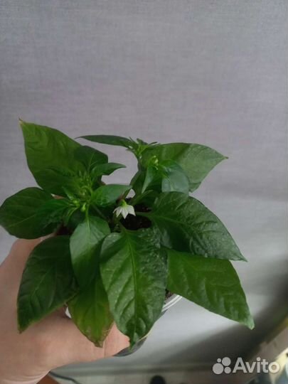 Острый комнатный перец