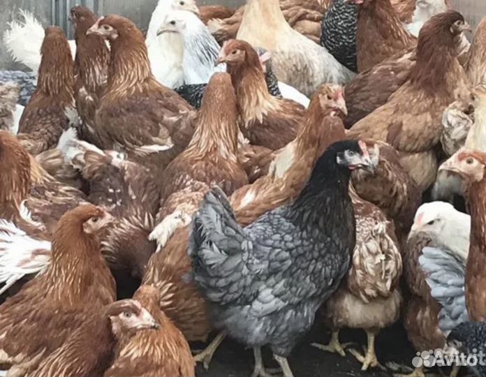 Куры несушки
