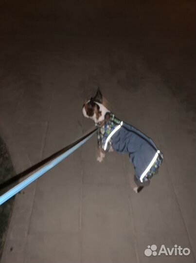 Зимний комбез для собаки