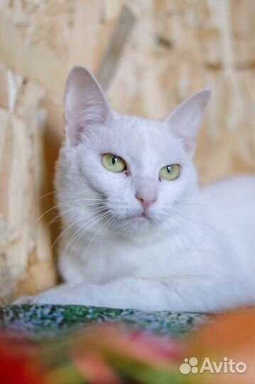 Застенчивая кошечка ждет своих хозяев