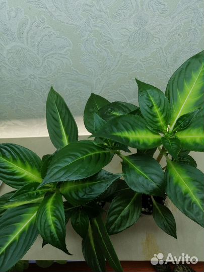 Комнатные растения