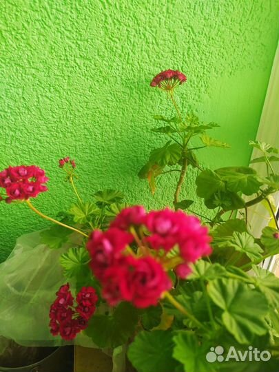 Пеларгония Розебудная герань